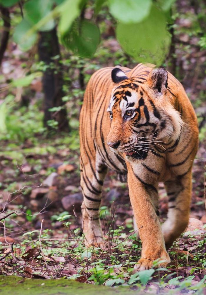 Shuklaphata National Park